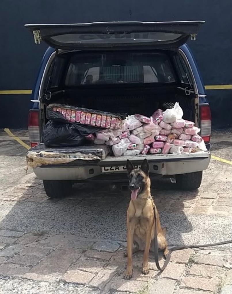 Cadela Tandera e drogas apreendidas (Foto: Guarda Municipal)